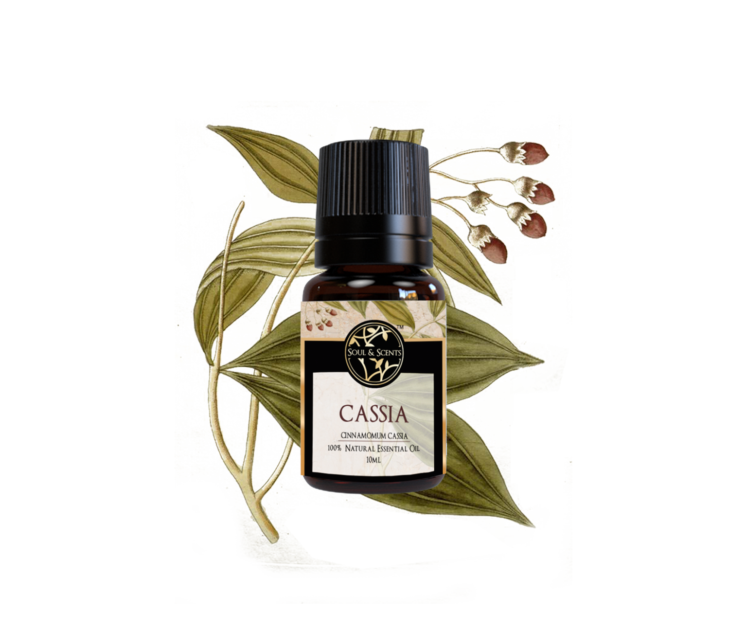 Cassia Essential Oil