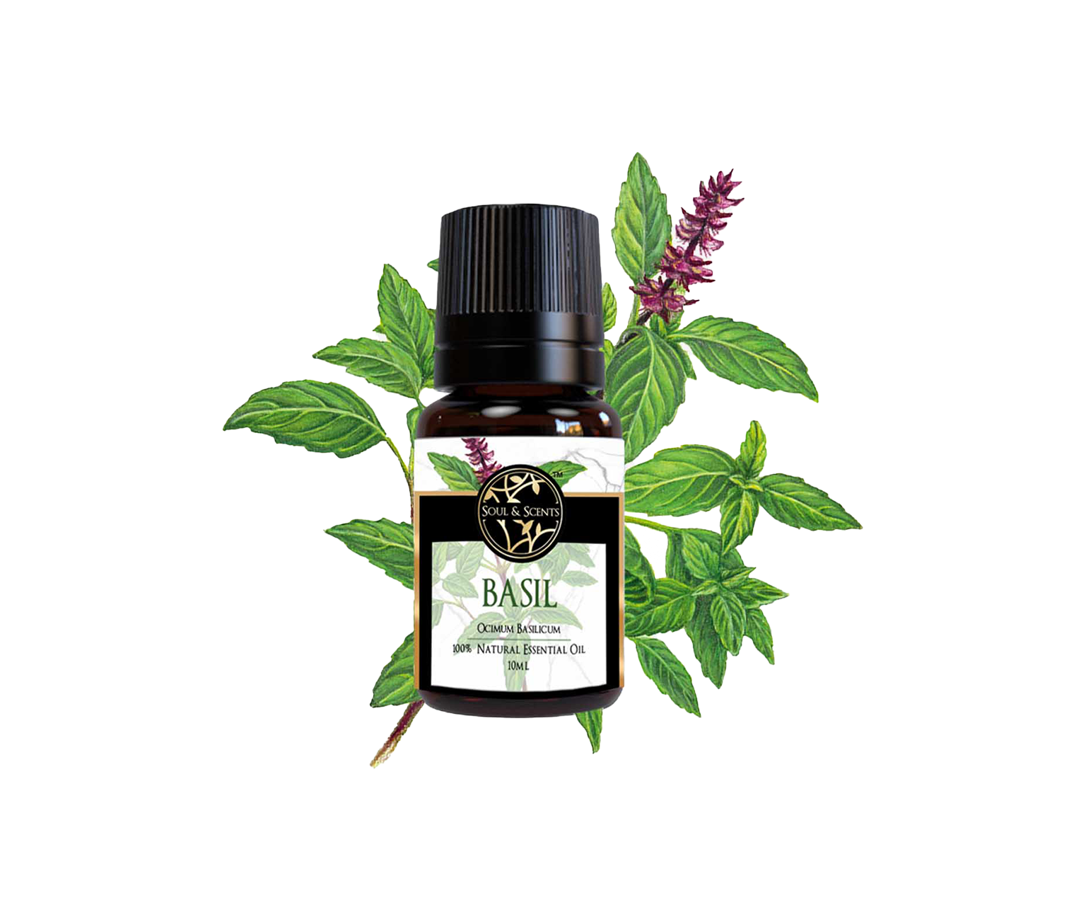 Basil Essential Oil