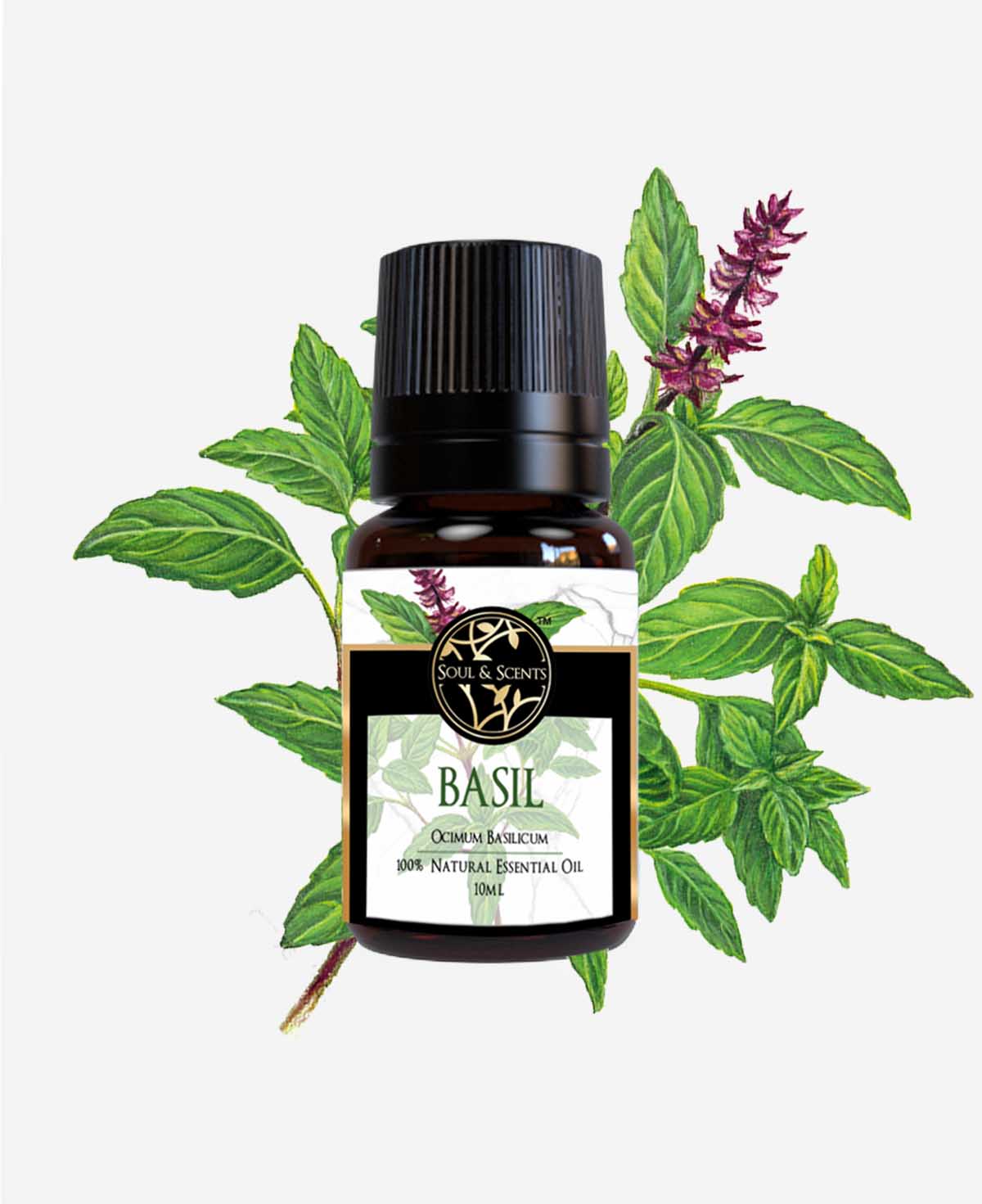 basil essential oil; sweet basil essential oil