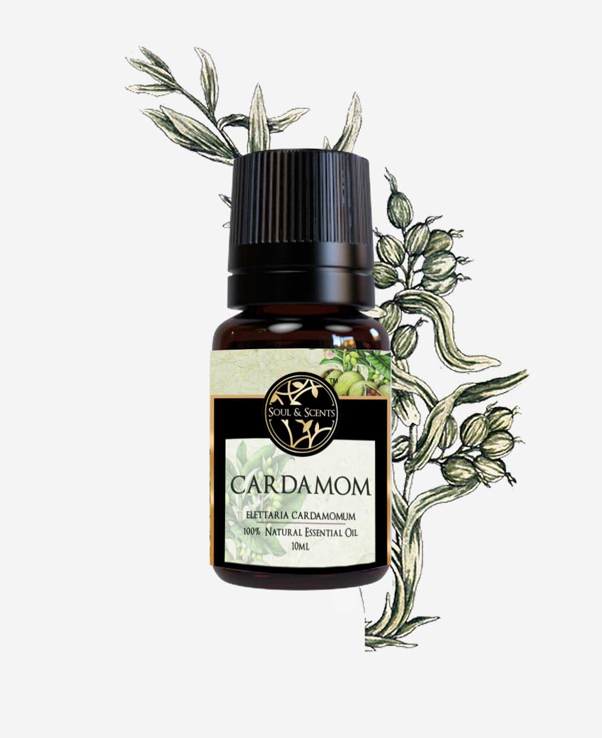 cardamom essential oil; cardamom oil; elaichi oil