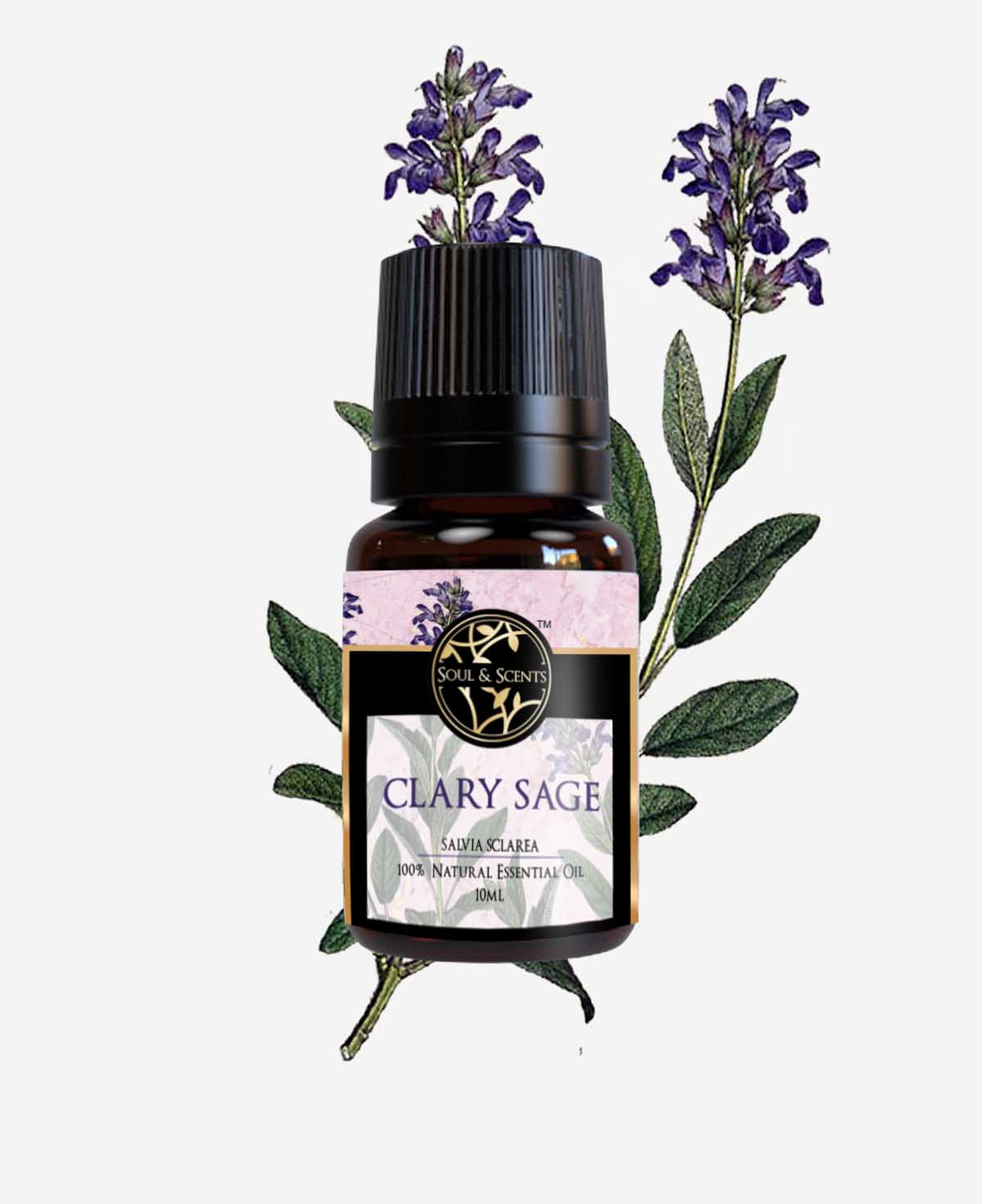 clary sage aromatheraphy; sage essential ; clary sage essential oil