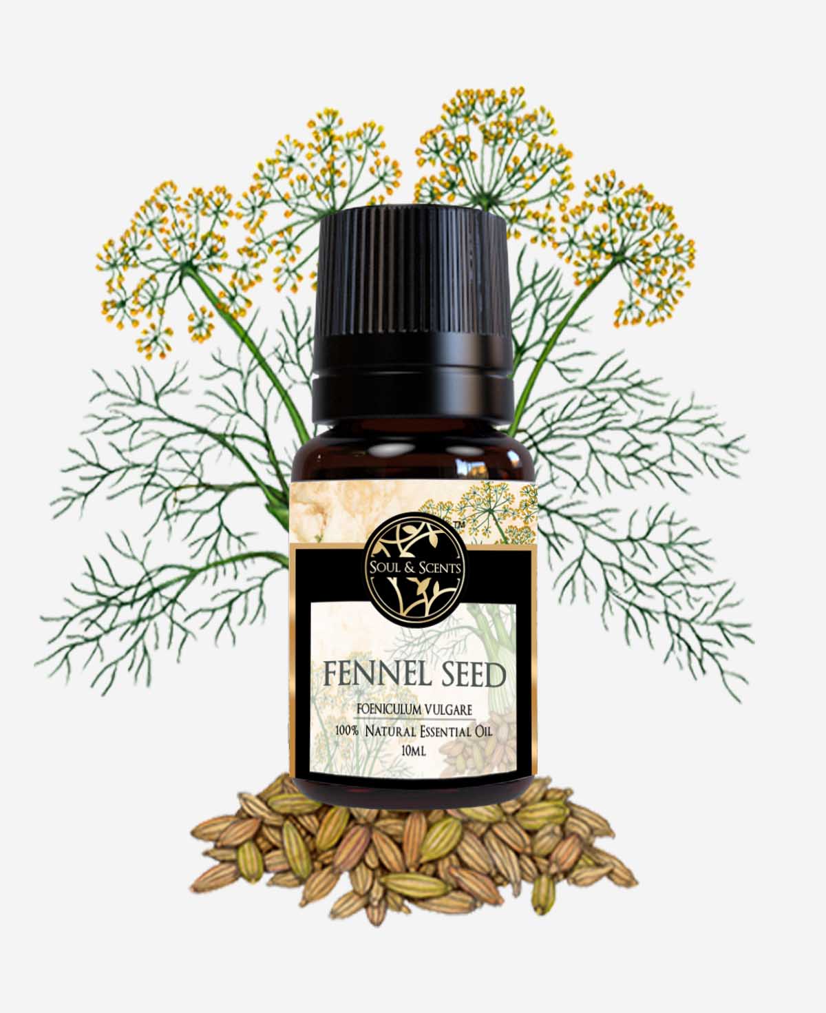 fennel seed oil; saunf oil